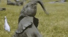 Elephant Twirling GIF - Elephant Twirling Trunk GIFs