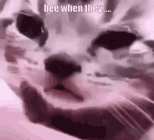 Sad Cat GIF - Sad Cat Vin GIFs
