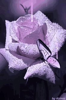 Rose Butterfly GIF - Rose Butterfly Lavender GIFs