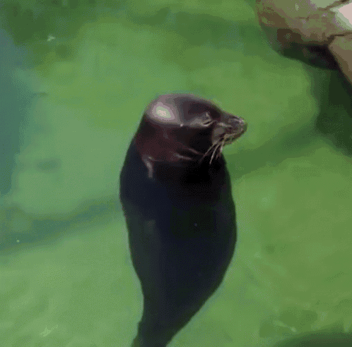 Spinning Seal