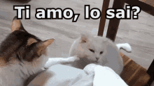 Coccole Gatti Ti Amo Menefreghismo Indifferenza Friendzone Animali GIF - Cuddle Cats I Love You GIFs