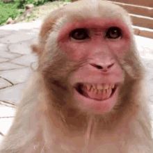 bigsmile monkey smiling