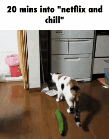 Netflix And Chill GIF - Scared Cat Netflix And Chill GIFs
