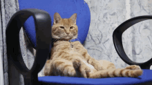 The Supervisor  GIF - Supervisor Kitten Cat GIFs