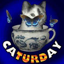 Caturday Kitten GIF - Caturday Cat Kitten GIFs