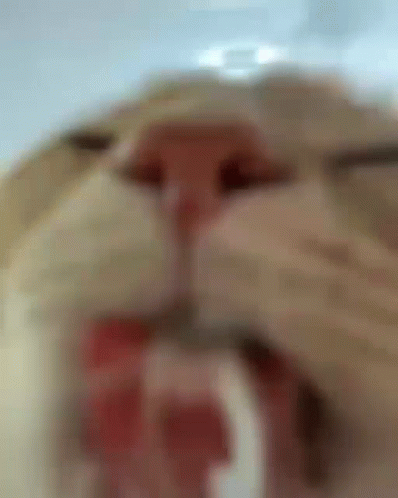 Cat Licking Gif