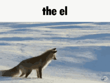 The El Fox GIF - The El Fox Funny GIFs