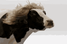 Cow Wig GIF - Cow Wig Loreal Hair Meme GIFs