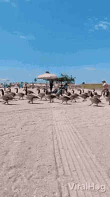 Geese Viralhog GIF - Geese Viralhog Beach GIFs