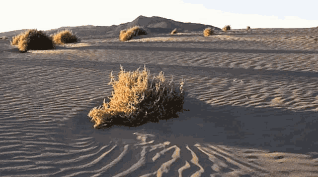 Desert GIFs | Tenor