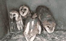 owls sorelateble