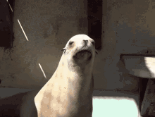 Seal Mad GIF - Seal Mad Annoyed GIFs