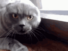 Angry Cat GIF - Angry Cat Grumpy GIFs