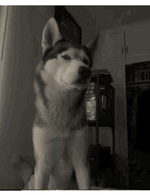 What Now Dog GIF - What Now Dog Cute GIFs