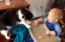 Children Desperate Cat GIF - Children Desperate Cat Baby GIFs