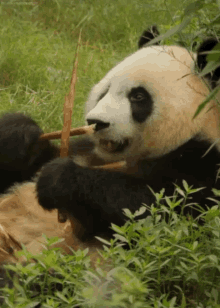 Panda From Http://Headlikeanorange.Tumblr.Com/ GIF - Hungry Eating Animal GIFs