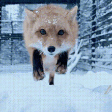 Fox Cute GIF - Fox Cute Jump GIFs