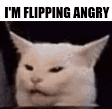Cat Angry Cat GIF - Cat Angry Cat Meme GIFs