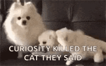 Curiousity Killed The Cat Puppy GIF - Curiousity Killed The Cat Puppy Mom GIFs