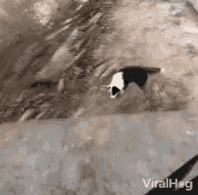 Jumping Dog Hopping GIF - Jumping Dog Hopping Pouncing GIFs