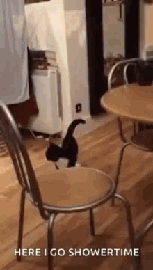 Silly Cat GIF - Silly Cat Walk GIFs