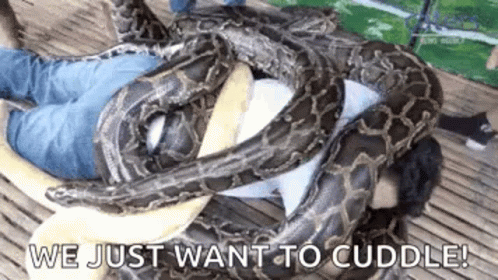 Python Snake GIF - Python Snake Snake Pile - Discover & Share GIFs
