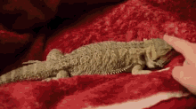 Lizard Wiggle GIF - Wiggle Lizard Bearded GIFs