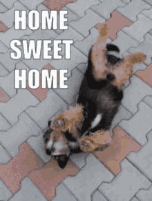 home sweet home wagging tail dog cute