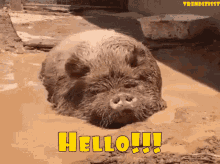 Hello Hey GIF - Hello Hey Pig GIFs