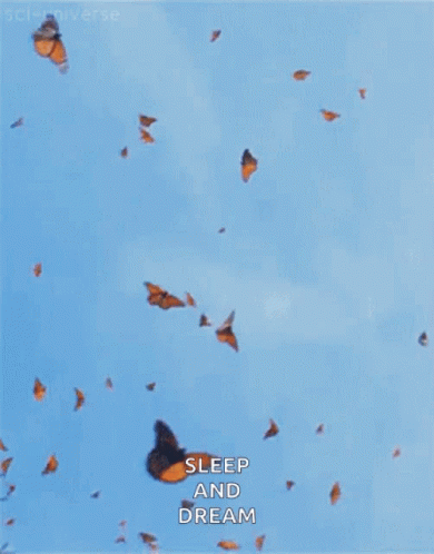 Butterflies Butterfly GIF - Butterflies Butterfly Flying GIFs