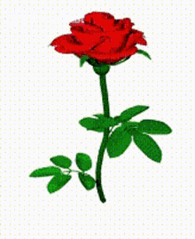 Red Rose Rose GIF - Red Rose Rose Spinning GIFs