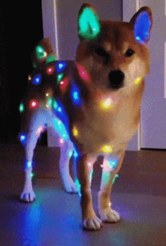 Dog Flashinglights GIF - Dog Flashinglights Christmasdog GIFs