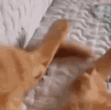 8doubloons Cat Stretching GIF - 8doubloons Cat Stretching Cat Stretch GIFs