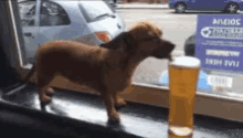 Beer Dog GIF - Beer Dog Dog Drinking Beer GIFs
