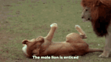 Excited Yes GIF - Excited Yes Lion GIFs