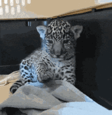 Dude Chill Leopard Cub GIF - Dude Chill Leopard Cub Relax GIFs