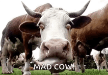 Cow Tongue GIF - Cow Tongue Mad GIFs
