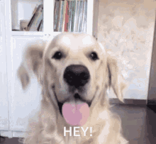 dog-cute-baby.gif