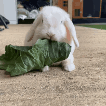 Rabbit Eat GIF - Rabbit Eat Munch GIFs