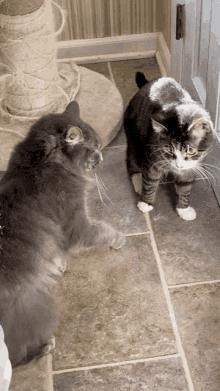 Slap Cat GIF - Slap Cat Fight GIFs