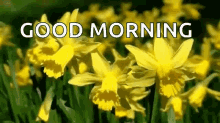 Good Morning Flowers GIF - Good Morning Flowers Greetings GIFs