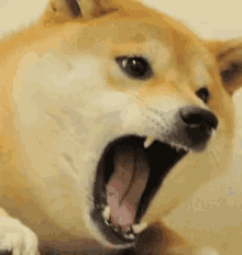 Dog Rage GIF - Dog Rage Vibrate GIFs