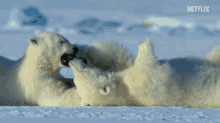Polar Bear Playing GIF - Polar Bear Playing Happy GIFs