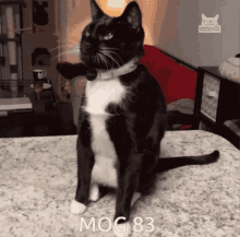 mog83 mog 83 mogcat cat