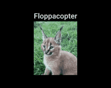 Floppa Helicopter GIF - Floppa Helicopter Floppacopter GIFs