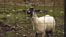 Goat Meeehhh GIF - Goat Meeehhh Animal GIFs