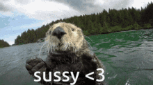 Sussy Sussy Otter GIF - Sussy Sussy Otter Cute Sussy Otter GIFs