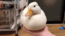 Quacc Duck GIF - Quacc Duck Quack GIFs
