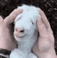 Cute Goat GIF - Cute Goat Peek A Boo GIFs