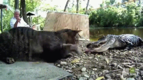 cat-crocodile.gif